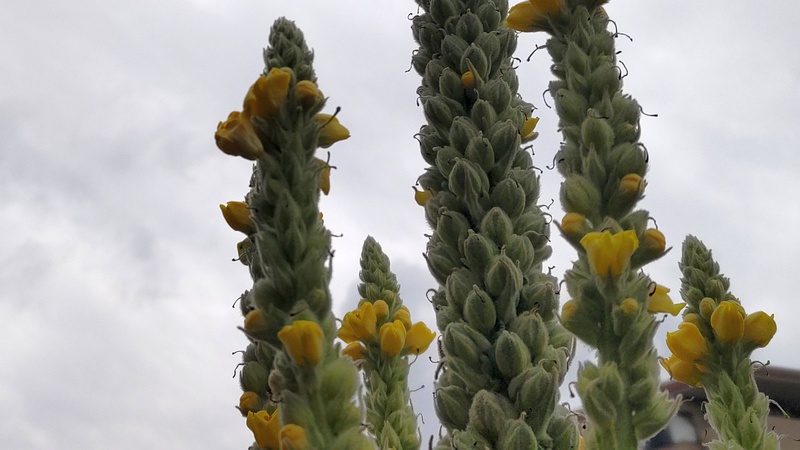 ビロードモウズイカの蕾 川崎市幸区さいわいふるさと公園