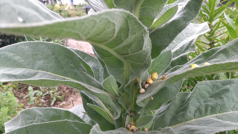 ビロードモウズイカの蕾 川崎市幸区さいわいふるさと公園