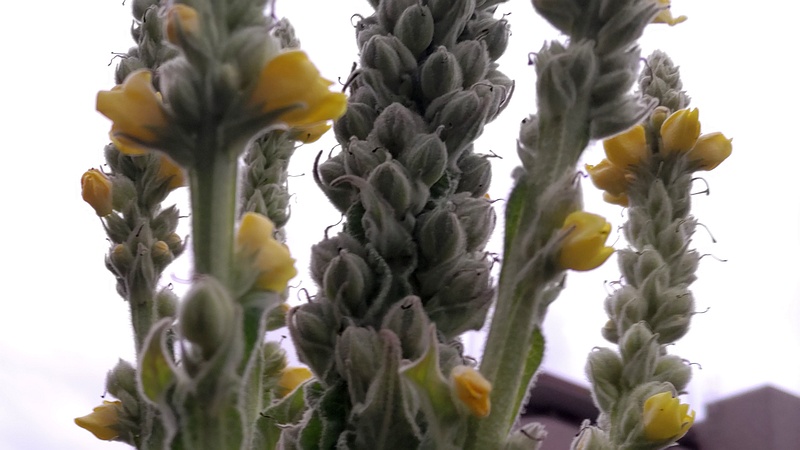 ビロードモウズイカの蕾 川崎市幸区さいわいふるさと公園