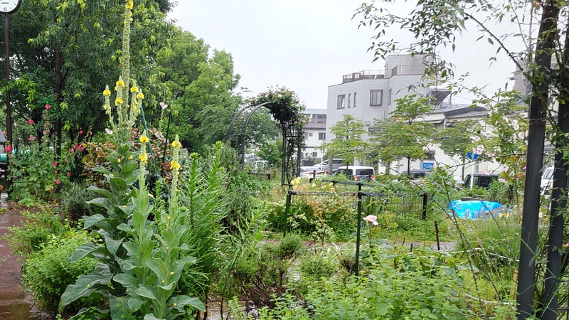 ビロードモウズイカ 川崎市幸区さいわいふるさと公園