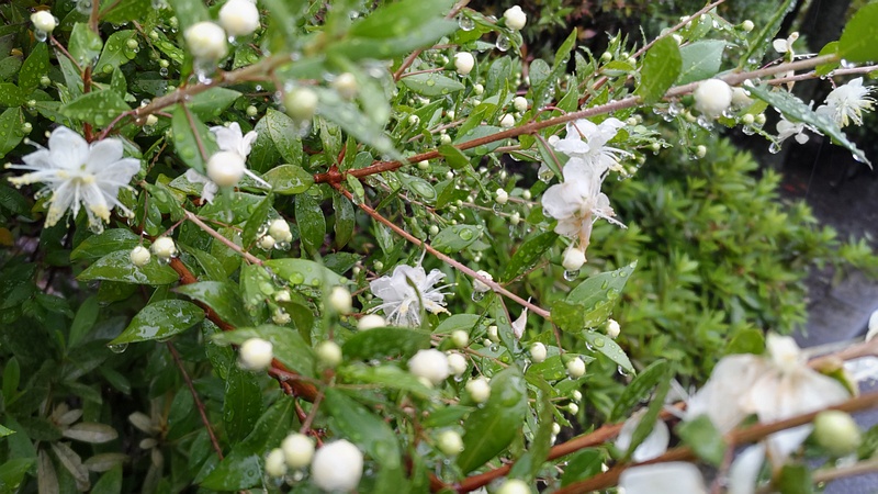 ギンバイカの花 川崎市幸区さいわいふるさと公園