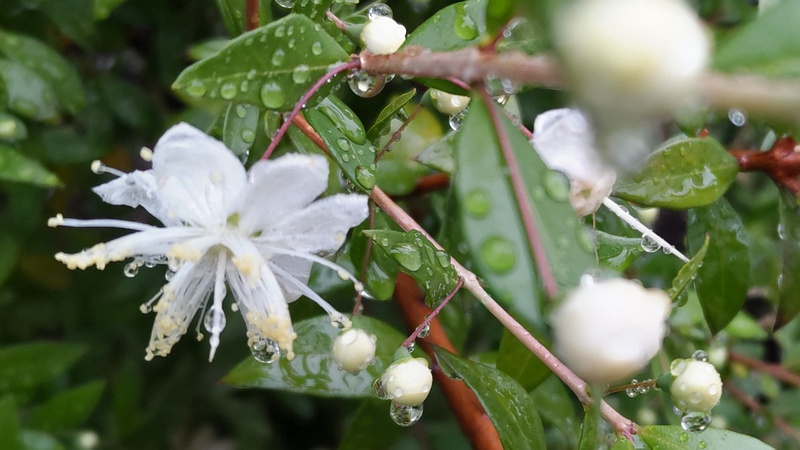 ギンバイカの花 川崎市幸区さいわいふるさと公園