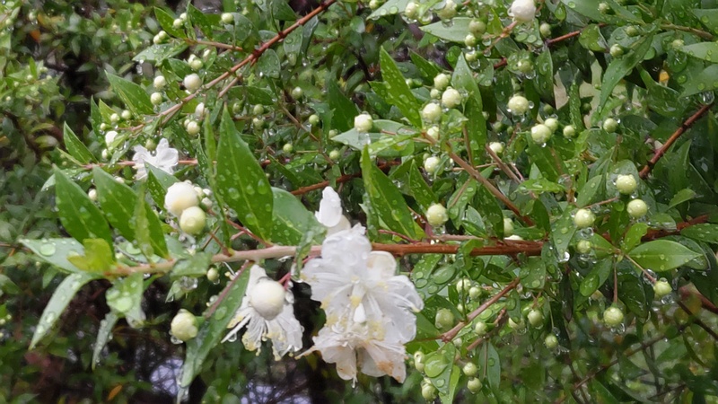ギンバイカの花 川崎市幸区さいわいふるさと公園