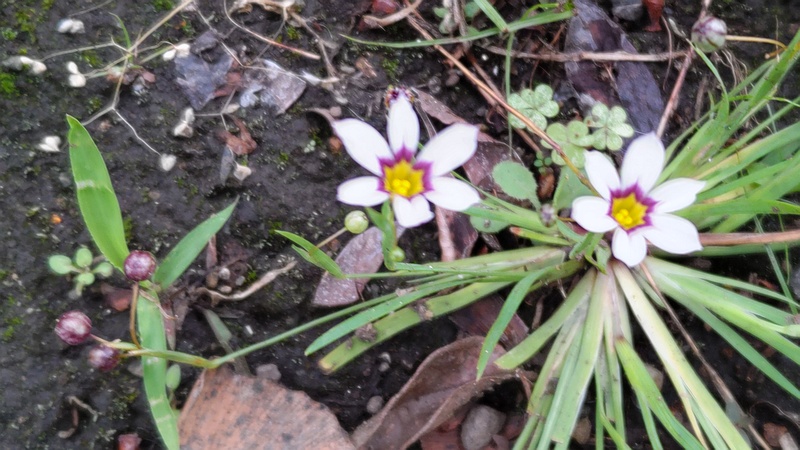 ニワゼキショウの花 横浜市旭区今宿町