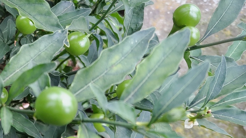 タマサンゴの果実 横浜市旭区今宿町