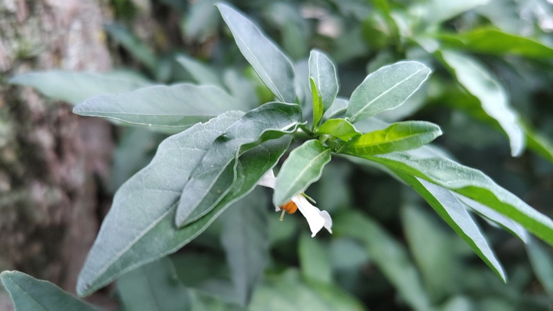 タマサンゴの花 横浜市旭区今宿町