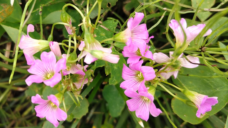 ムラサキカタバミの花 横浜市旭区今宿南町