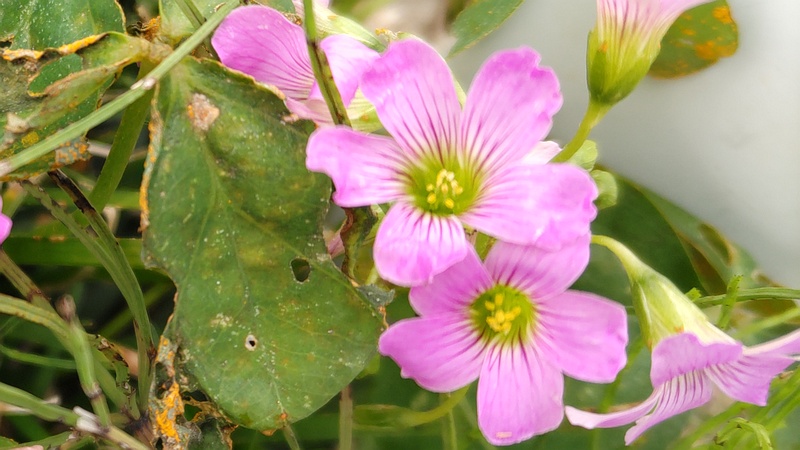 ムラサキカタバミの花 横浜市旭区今宿南町
