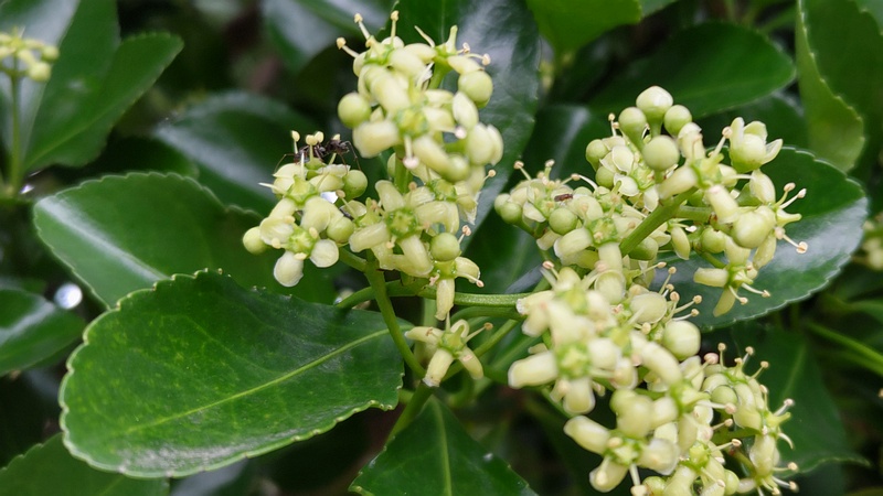 マサキの花 横浜市旭区今宿南町