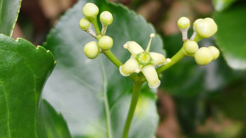 マサキの花 横浜市旭区今宿南町