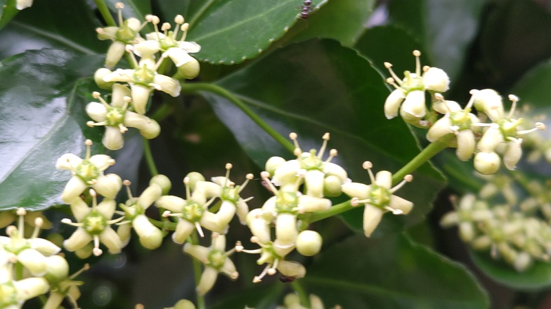 マサキの花 横浜市旭区今宿南町