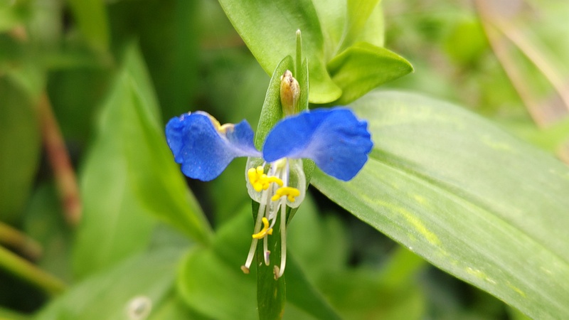 ツユクサの花 横浜市旭区今宿南町