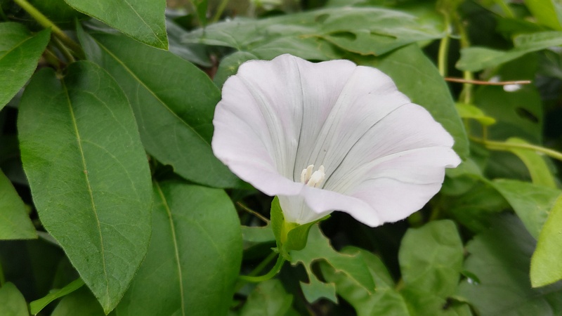 コヒルガオの花 横浜市旭区今宿南町