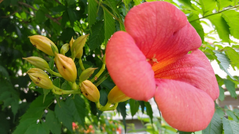 アメリカノウゼンカズラの花 横浜市旭区今宿南町