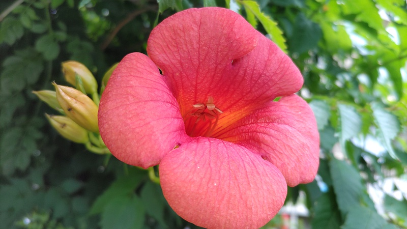 アメリカノウゼンカズラの花 横浜市旭区今宿南町