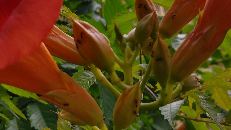 アメリカノウゼンカズラの萼 横浜市旭区今宿南町