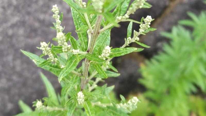 オウシュウヨモギの蕾 横浜市旭区今宿南町