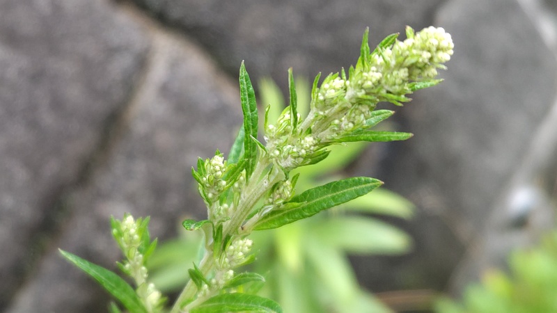 オウシュウヨモギの蕾 横浜市旭区今宿南町