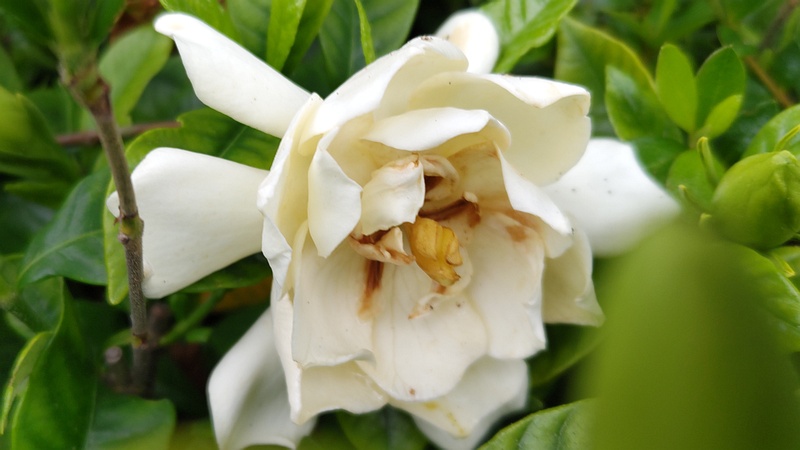クチナシの花 横浜市旭区今宿南町