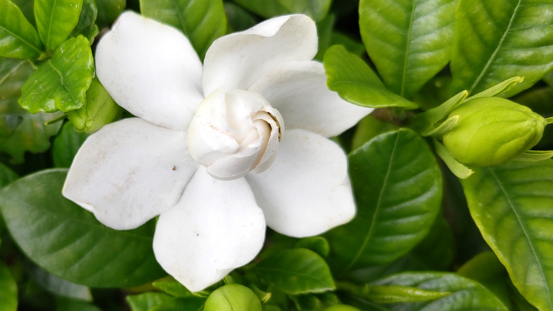 クチナシの花 横浜市旭区今宿南町