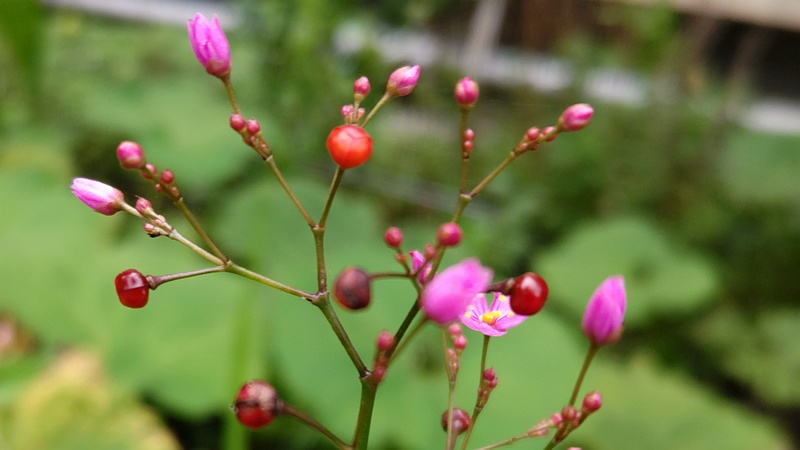 ハゼランの花 横浜市旭区今宿南町