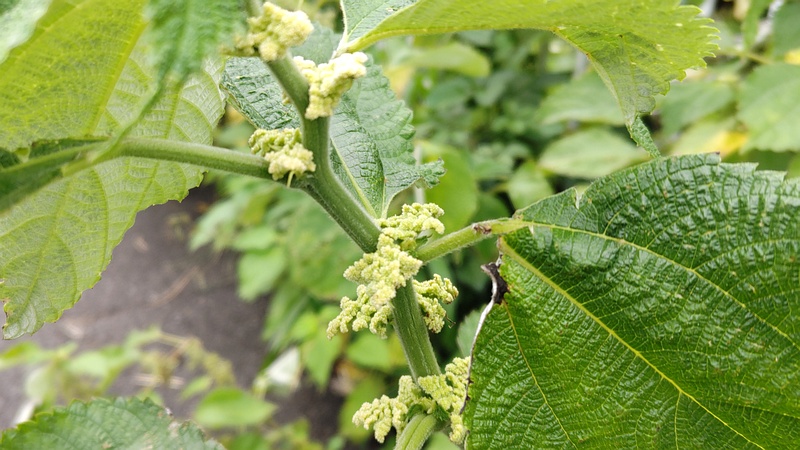 カラムシの花 横浜市旭区今宿南町