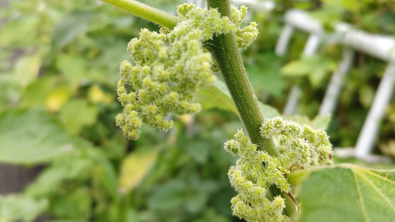 カラムシの花 横浜市旭区今宿南町