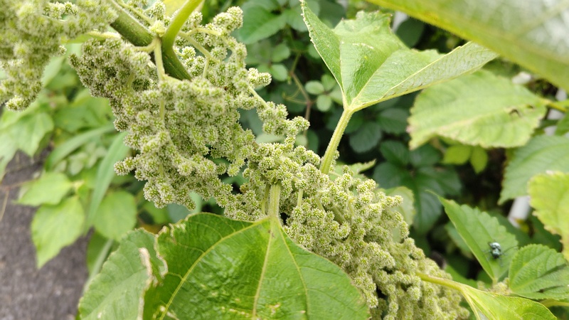 カラムシの雄花 横浜市旭区今宿南町