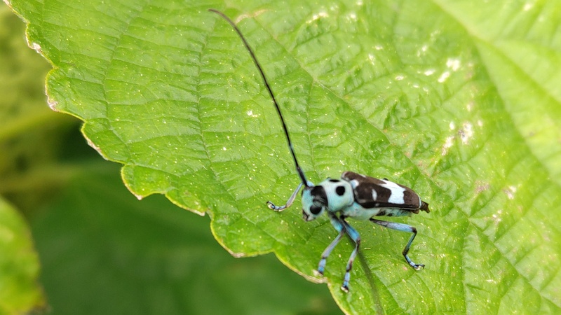 カラムシのラミーカミキリ 横浜市旭区今宿南町
