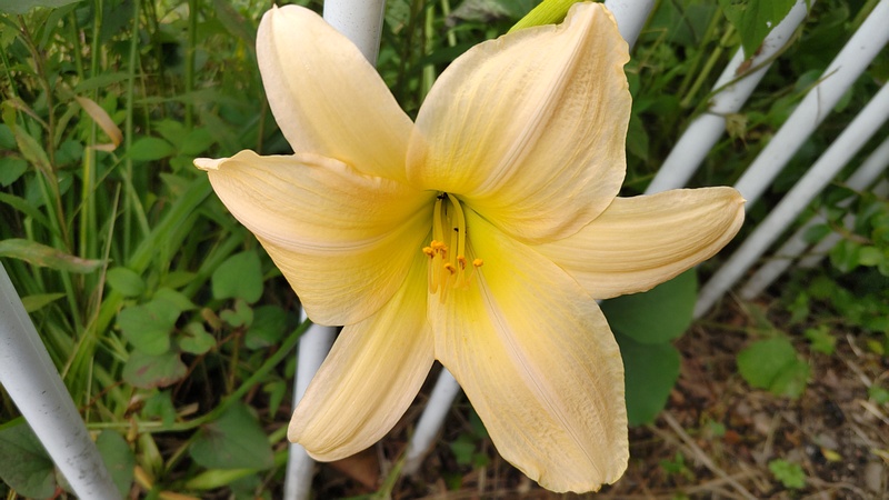 マンシュウキスゲの花 横浜市旭区今宿南町