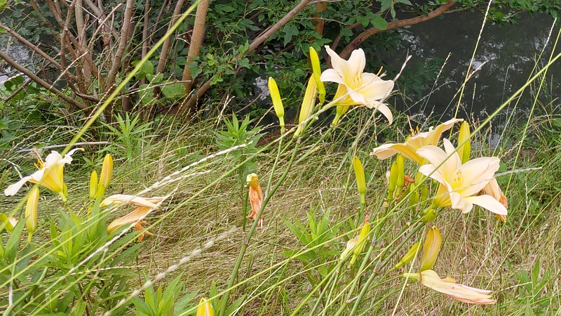 マンシュウキスゲの花 横浜市旭区今宿南町