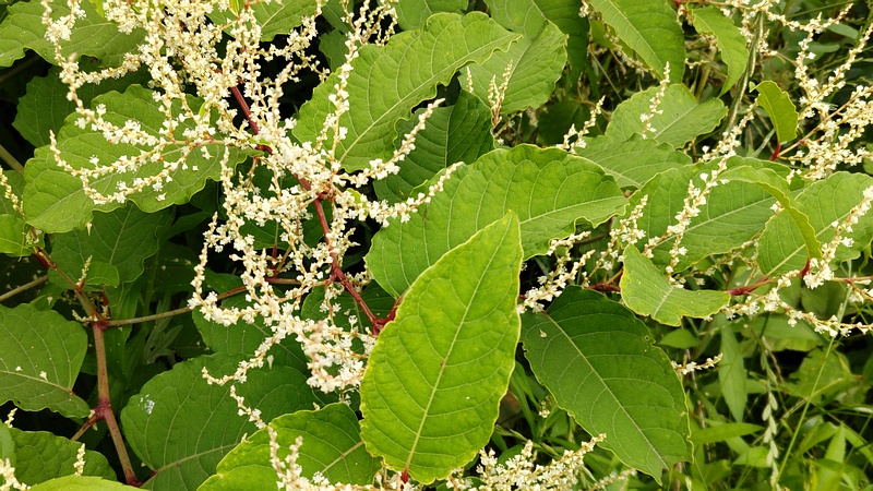 イタドリの花 横浜市旭区今川町