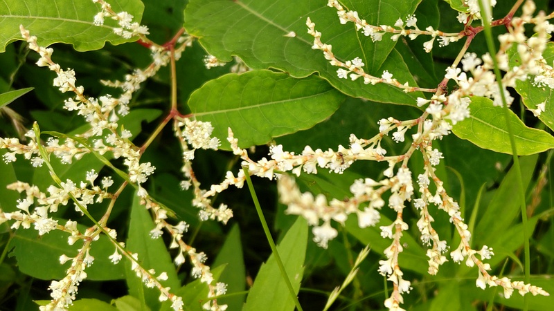 イタドリの花 横浜市旭区今川町