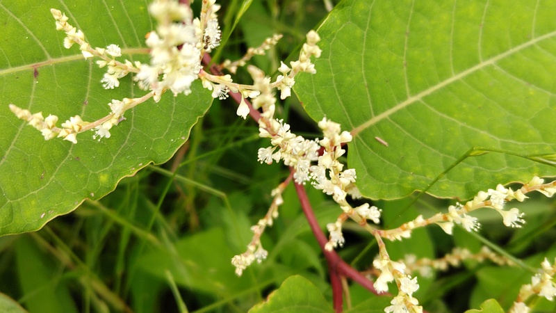 イタドリの花 横浜市旭区今川町