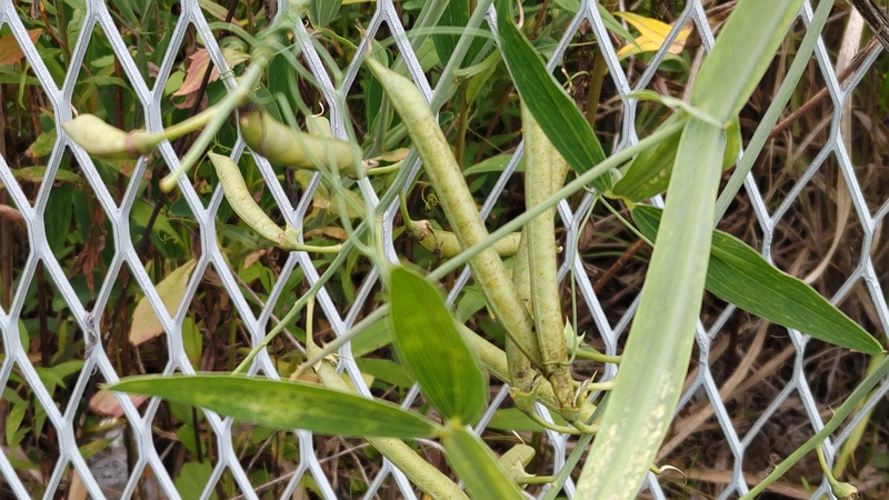 スイートピーの果実 横浜市旭区鶴ヶ峰