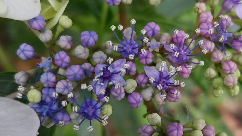 アジサイの花 横浜市旭区鶴ヶ峰