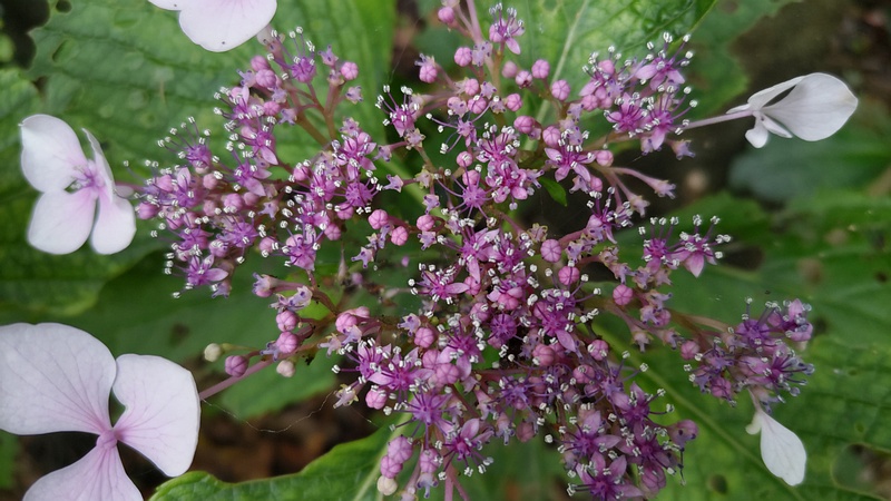 アジサイの花 横浜市旭区鶴ヶ峰