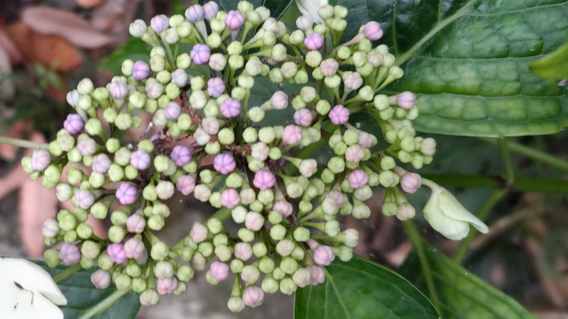 アジサイの蕾 横浜市旭区鶴ヶ峰