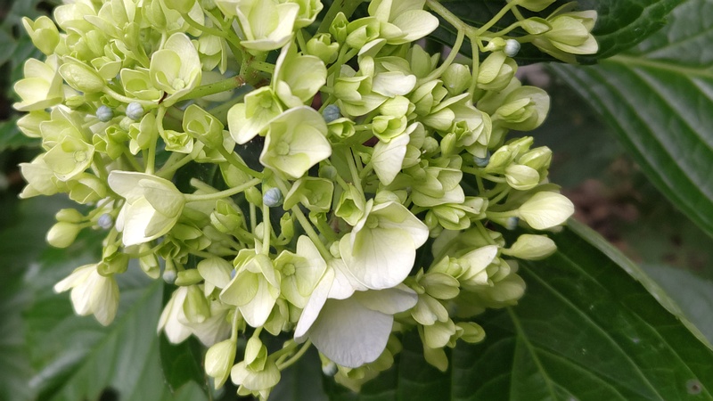 アジサイの花 横浜市旭区鶴ヶ峰