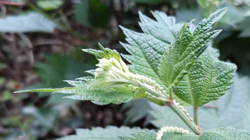 ヤブマオの花 横浜市旭区鶴ヶ峰