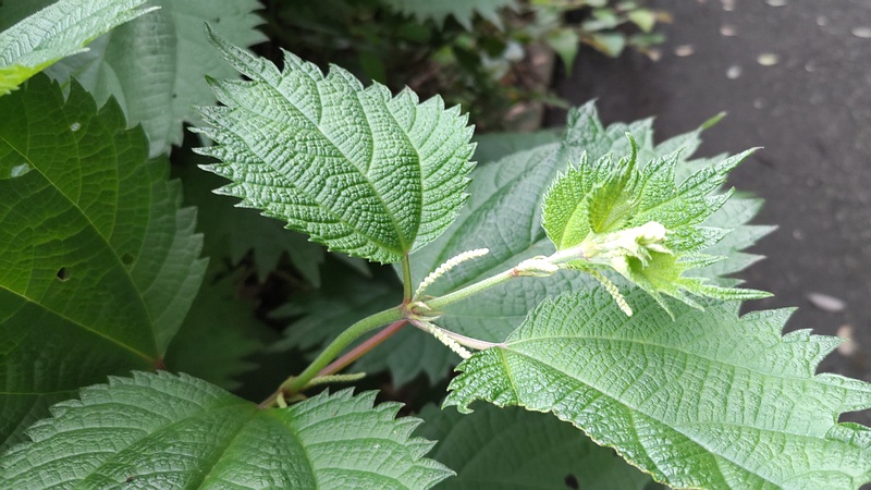 ヤブマオ 横浜市旭区鶴ヶ峰