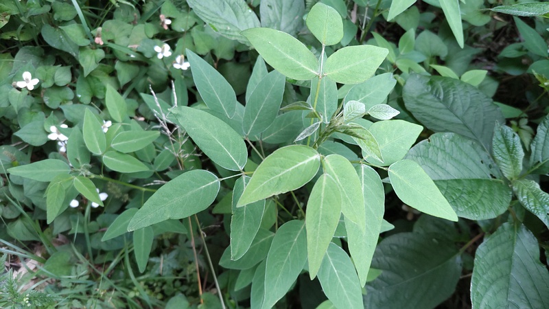 アレチヌスビトハギ 横浜市旭区帷子川親水緑道