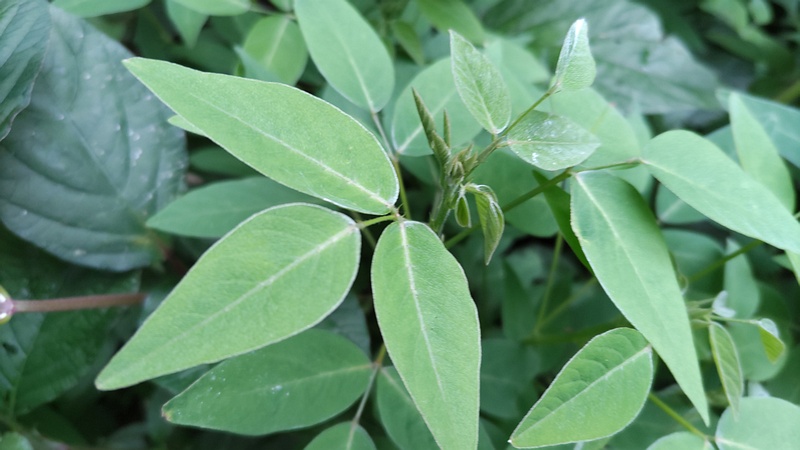 アレチヌスビトハギ 横浜市旭区帷子川親水緑道