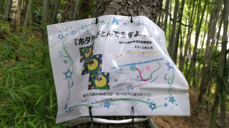 ホタルがとんでますよ 横浜市旭区帷子川親水緑道