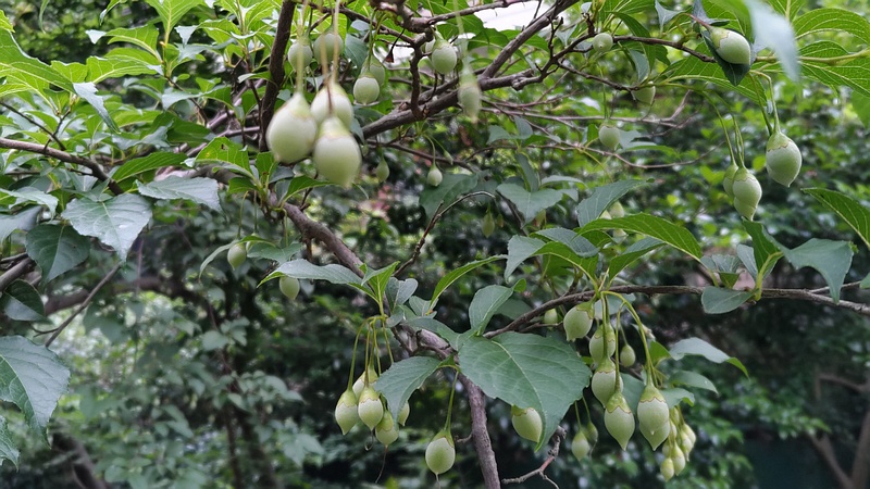 エゴノキの果実 横浜市旭区帷子川親水緑道