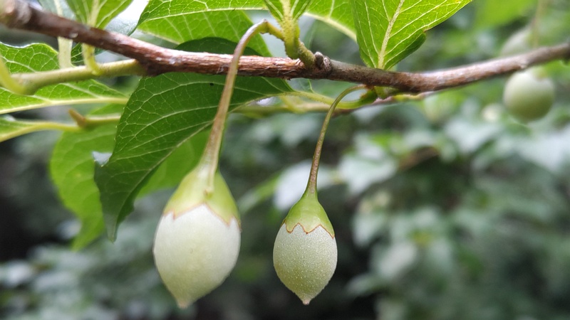 エゴノキの果実 横浜市旭区帷子川親水緑道