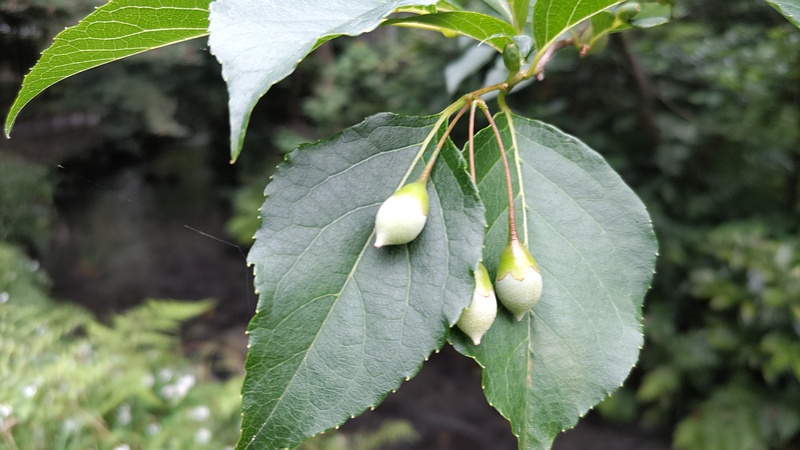 エゴノキの果実 横浜市旭区帷子川親水緑道