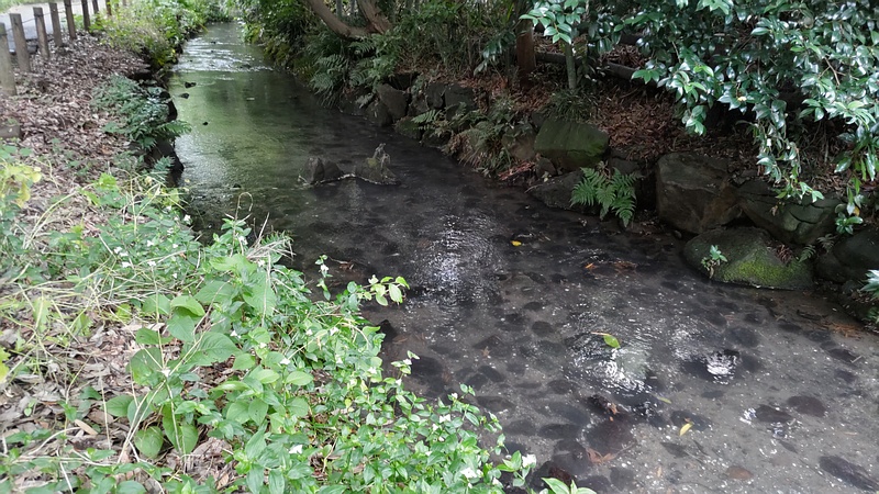 帷子川親水緑道 横浜市旭区帷子川親水緑道