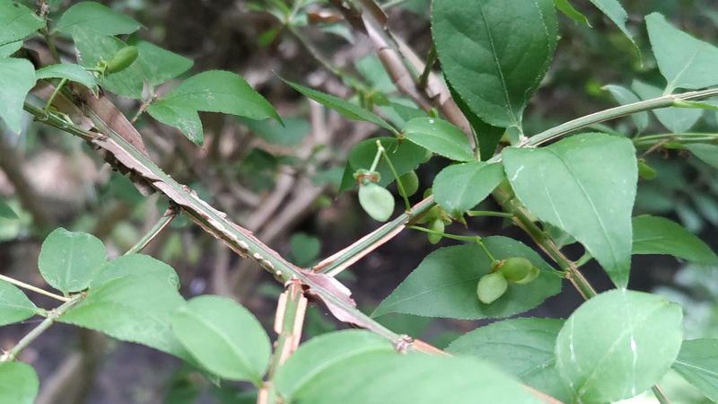 ニシキギの若い果実 横浜市旭区帷子川親水緑道