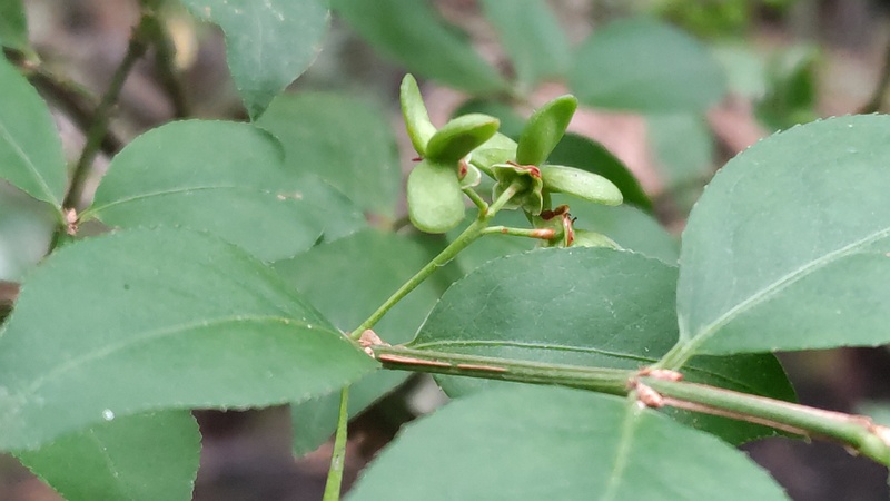 ニシキギの若い果実 横浜市旭区帷子川親水緑道